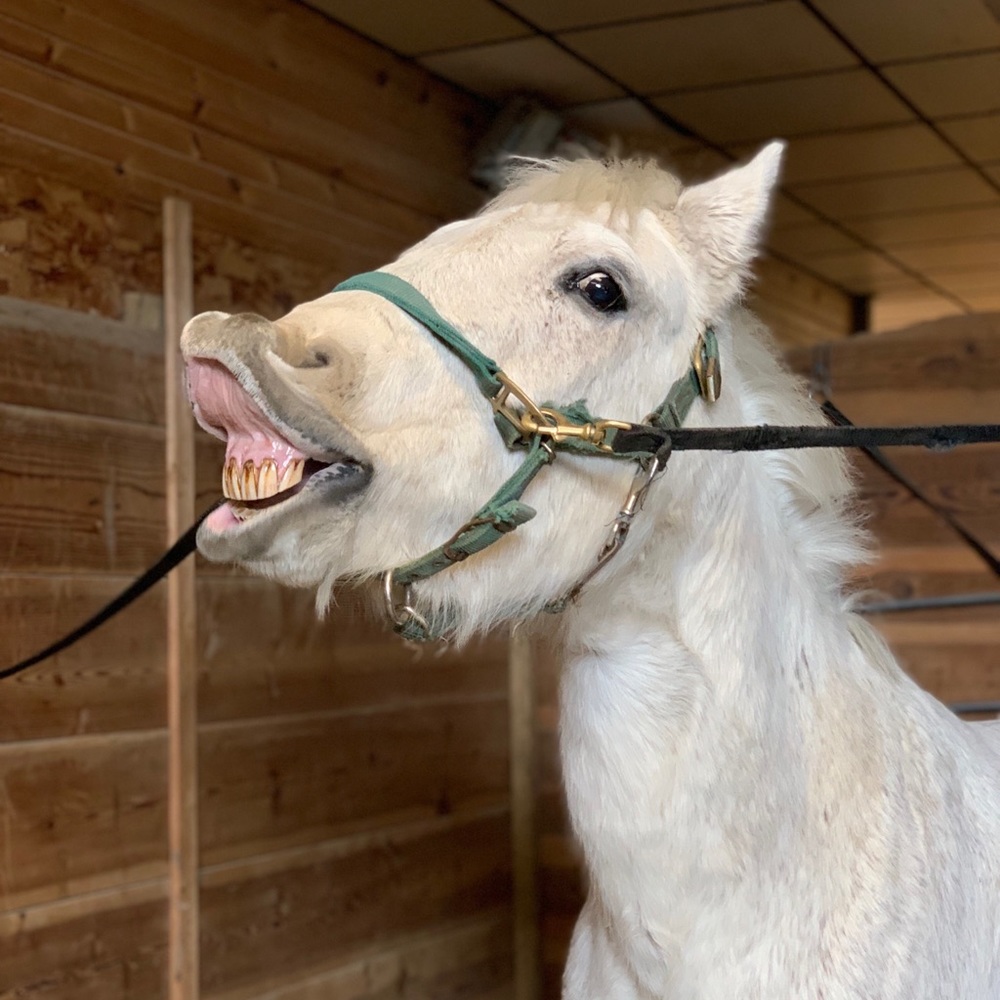 Meet your Posher, Amber